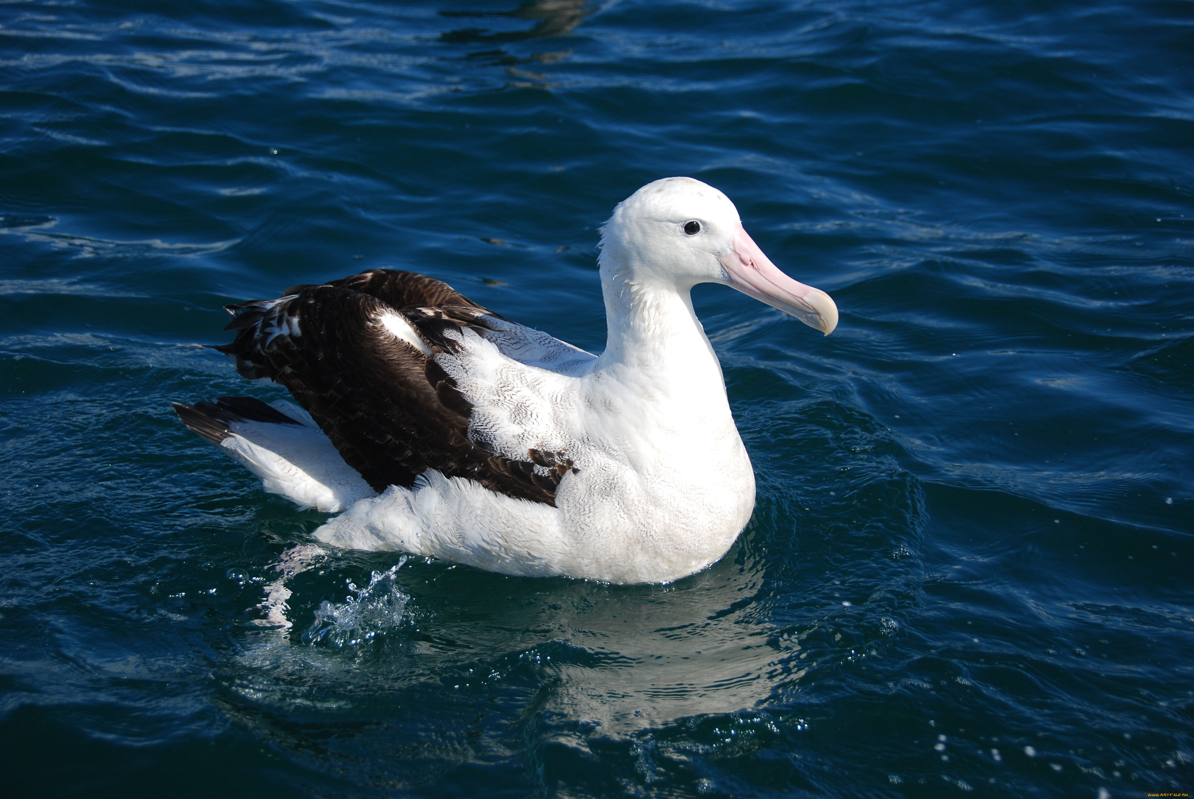 , , albatross